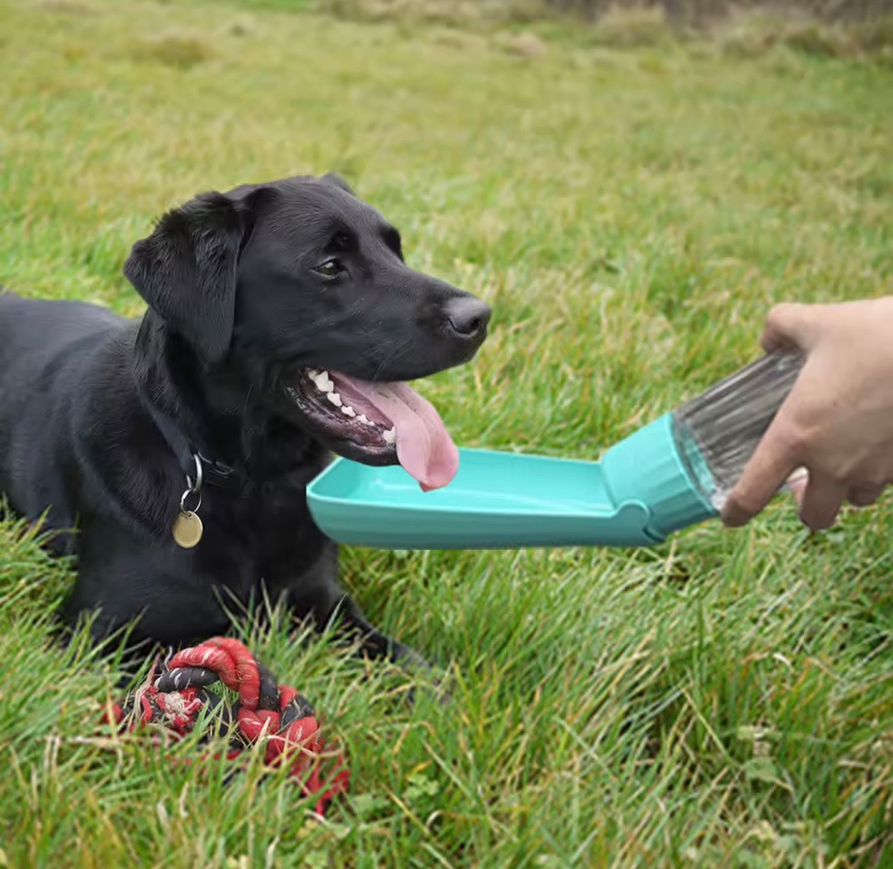 Fold Dog Water Bottle